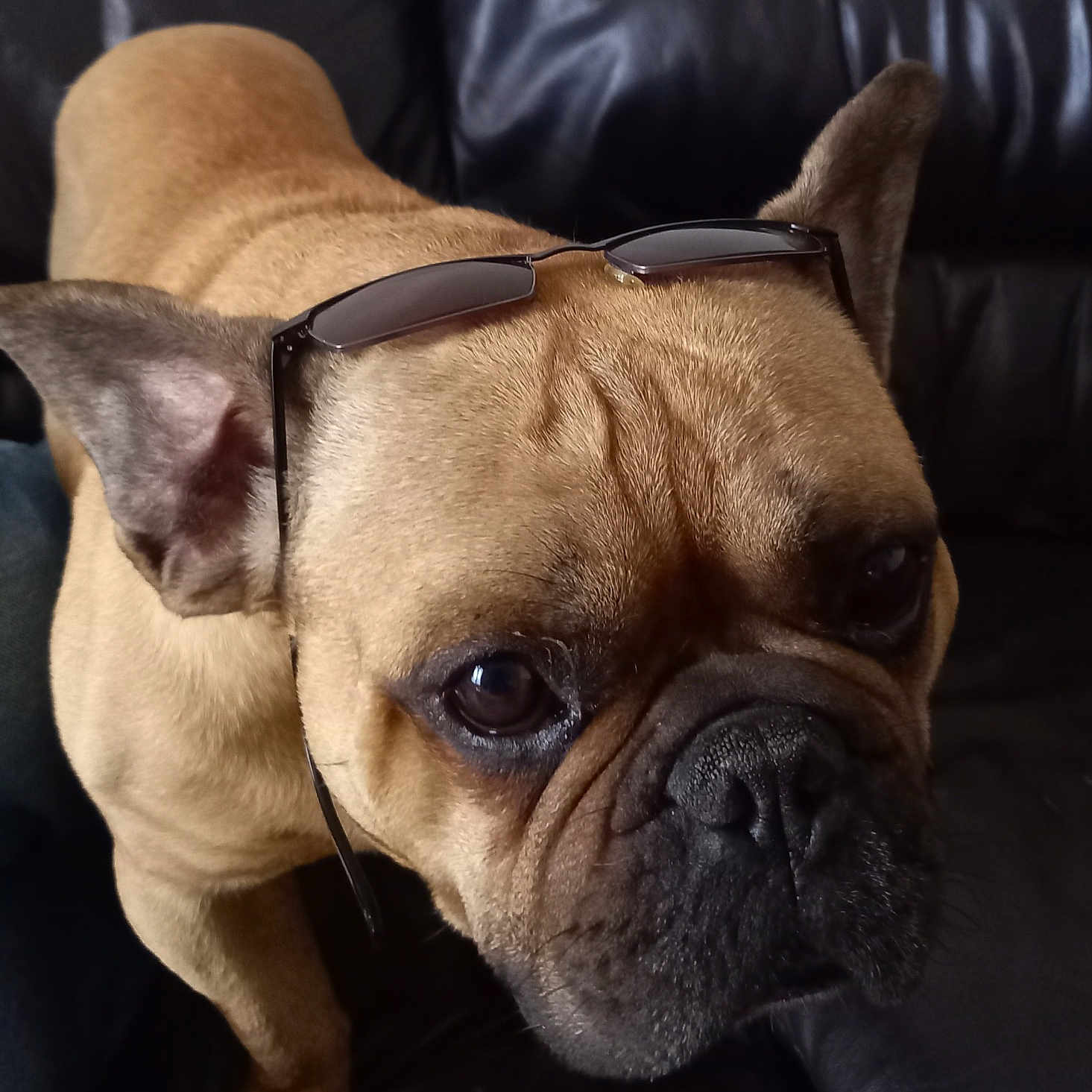 Obama participe au concours pour gagner de l'argent avec cette photo : bulldog, canidae, carnivore, comfort, companion_dog, dog, dog_breed, dog_collar, ear, fawn, french_bulldog, fur, molosser, snout, sporting_group, terrestrial_animal, toy_dog, whiskers, working_animal, wrinkle