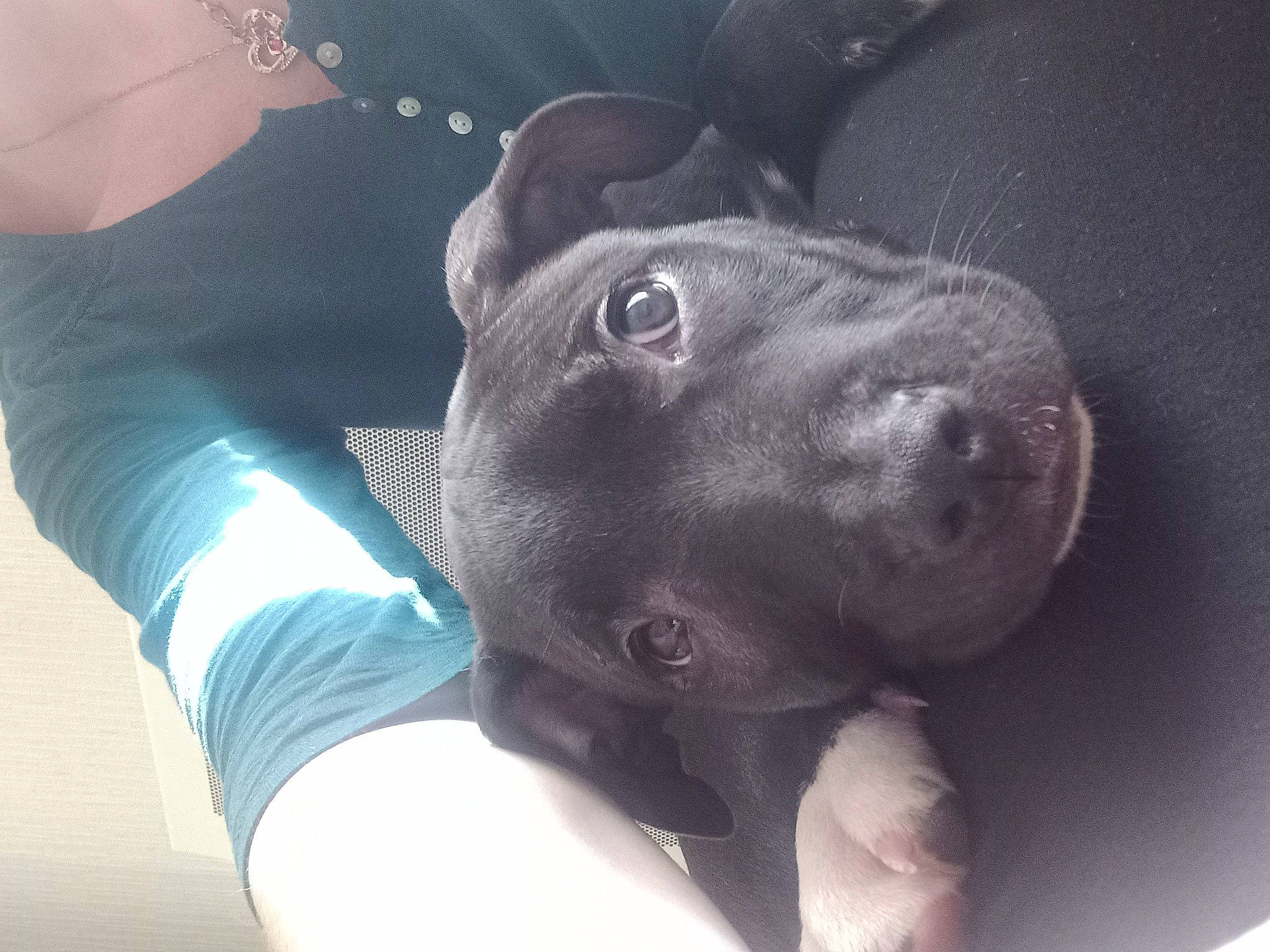 Thor participe au concours pour gagner de l'argent avec cette photo : borador, canidae, carnivore, chest, companion_dog, dog, dog_breed, ear, elbow, electric_blue, fawn, gesture, guard_dog, non_sporting_group, selfie, snout, sporting_group, whiskers, working_animal