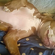 Buttercup is registered to the contest to win money with this photo: dog, lying_down, bed, blanket, polka_dot, resting, pet, canine, fur, pink_belly, relaxed, cute, domestic_animal, animal, indoor, sleepy, paw, ear, face, snout