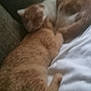 Joekitty joined the competition — help win amazing prizes! cat, cats, ginger_cat, sleeping, snuggling, feline, pet, animal, cozy, indoor, couch, blanket, fur, resting, cute, domestic_animal, relaxing, two_animals, mammal, sleep