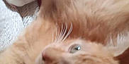 Joekitty is registered to the contest to win money with this photo: cat, orange_cat, furry, whiskers, pink_background, close_up, pet, animal, cute, relaxed, soft_fur, indoor, laying_down, curious, feline, domestic_cat, blurred, cozy, warm_colors, resting