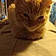 Joekitty