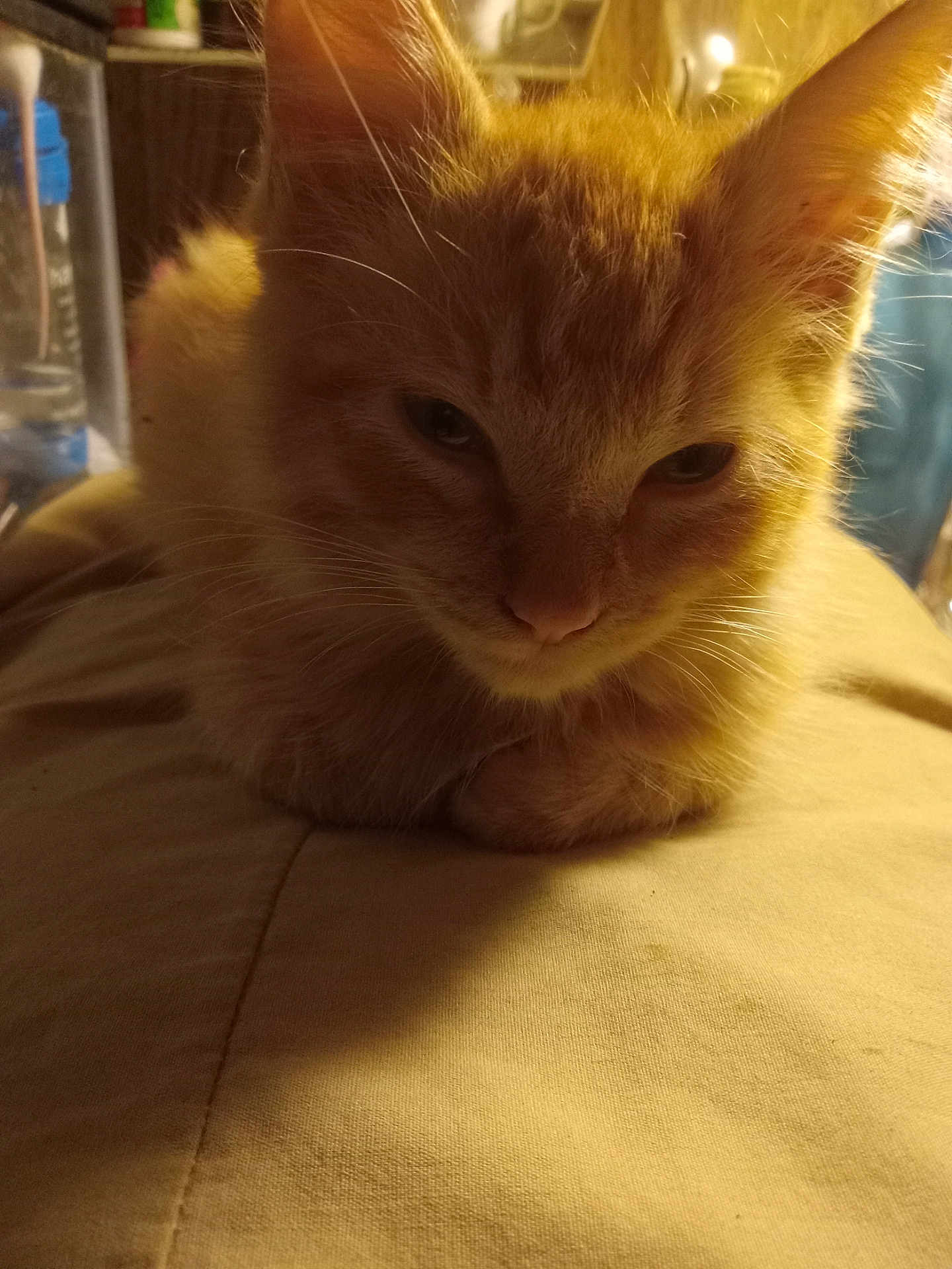 Joekitty