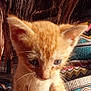 Joekitty is registered to the contest to win money with this photo: kitten, cat, orange_cat, young_cat, cute, pet, animal, feline, fur, whiskers, ears, patterned_fabric, colorful, texture, closeup, indoor, curious, small, soft, cozy