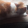 cat, orange_cat, white_cat, sleeping_cat, indoor, window, cushion, patterned_cushion, natural_light, resting, feline, fur, cozy, home_interior, quiet, pet, animal, domestic_cat, relaxing, curled_up