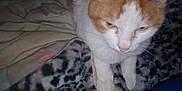 Peach joined the competition — help win amazing prizes! cat, animal, pet, feline, close_up, indoor, blanket, patterned, white, orange, fur, paw, sleepy, candid, dim_lighting, resting, cozy, soft_texture, domestic, quiet
