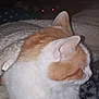 cat, orange_cat, white_cat, blanket, bed, dark, red_eyes, dog, pet, animal, indoors, cozy, fur, paws, resting, low_light, night, mystery, glowing_eyes, companion