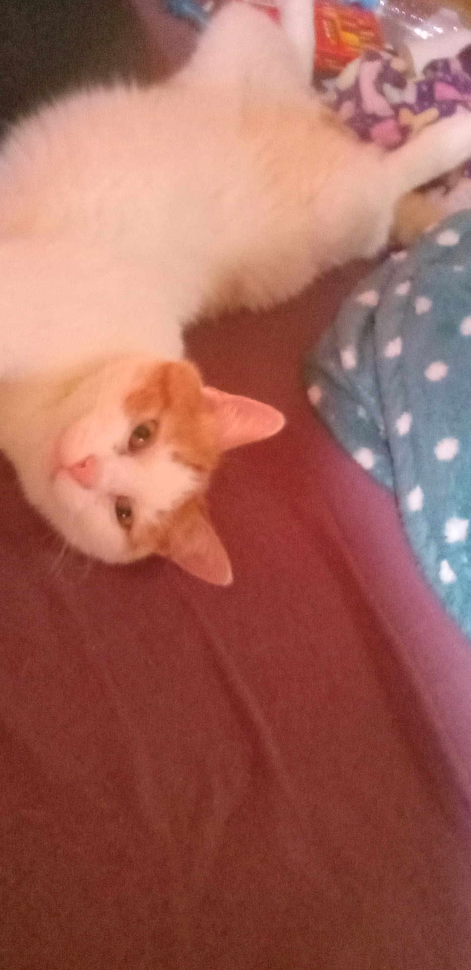 Peach
