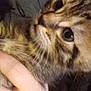 Bufored joined the competition — help win amazing prizes! cat, tabby, close_up, hand, pet, feline, whiskers, indoor, animal, curious, face, fur, domestic_cat, holding, eye, nose, portrait, cute, young_cat, looking