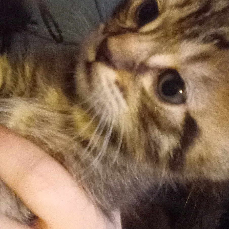 Bufored joined the competition — help win amazing prizes! animal, cat, close_up, curious, cute, domestic_cat, eye, face, feline, fur, hand, holding, indoor, looking, nose, pet, portrait, tabby, whiskers, young_cat