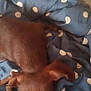 dog, cat, bed, blanket, blue, polka_dots, sleeping, resting, brown_dog, tabby_cat, animal, pet, cozy, indoor, fur, cute, relaxing, domestic, companion, nap