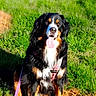 dog, bernese_mountain_dog, grass, leash, harness, outdoor, pet, canine, tongue_out, sitting, nature, sunlight, happy, animal, fur, black, brown, white, playful, summer