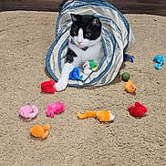 Roland joined the competition — help win amazing prizes! cat, black_and_white, toy_tunnel, carpet, fuzzy_toys, toy_mice, playful, indoor, pet, cute, curious, animal, feline, striped, paw, colorful, soft, floor, pet_toys, fun