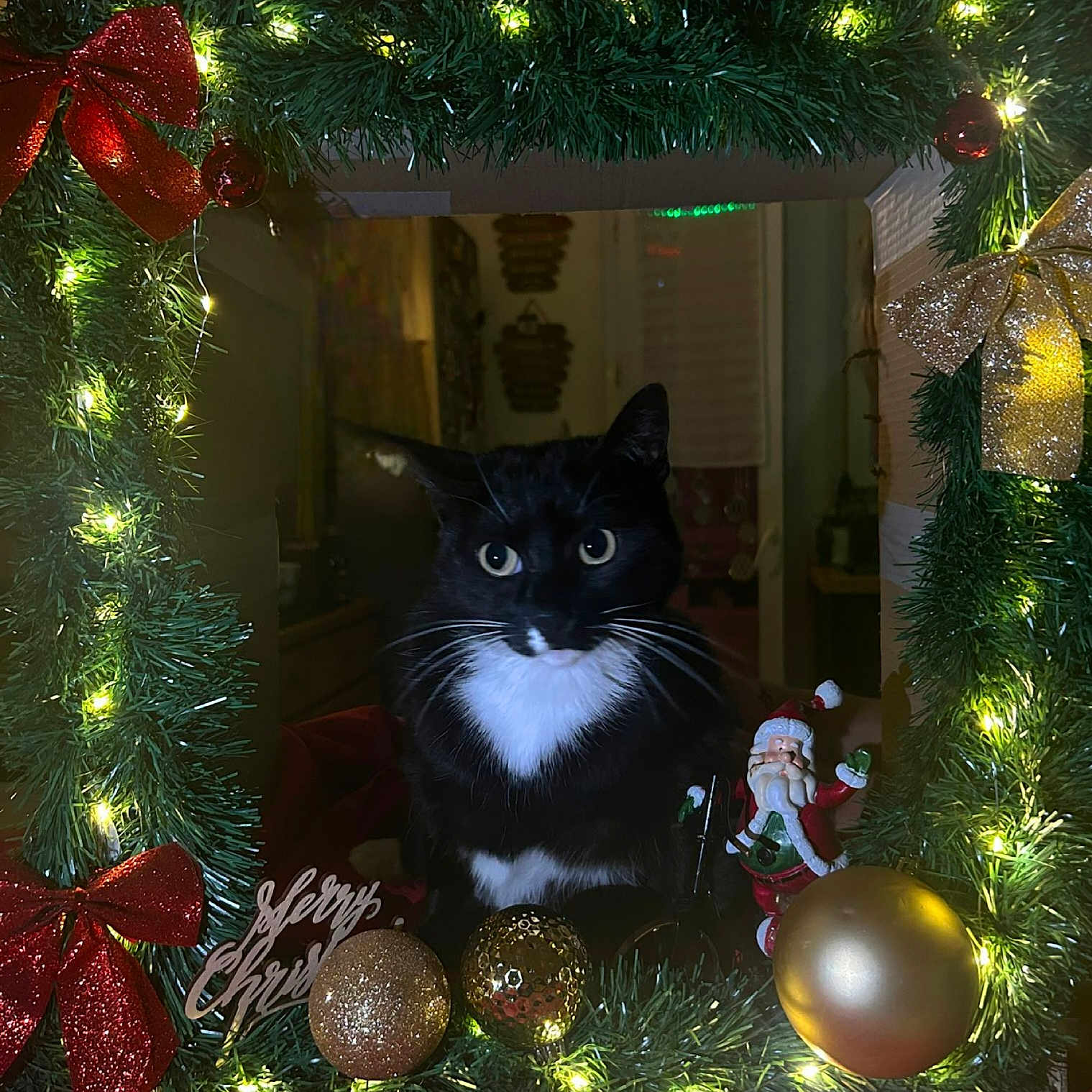 Pepsy participe au concours pour gagner de l'argent avec cette photo : animal, baby, cat, christmas, christmasdecorations, christmastree, christmastreeornaments, festival, person, pet