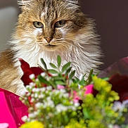Okley a rejoint le concours — aidez-le/la à gagner de superbes lots ! animal, blurred_background, bouquet, cat, closeup, colorful, cute, ears, feline, flowers, fluffy, focus, fur, greenery, indoor, nature, pet, portrait, soft_light, whiskers
