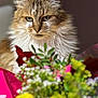 animal, blurred_background, bouquet, cat, closeup, colorful, cute, ears, feline, flowers, fluffy, focus, fur, greenery, indoor, nature, pet, portrait, soft_light, whiskers