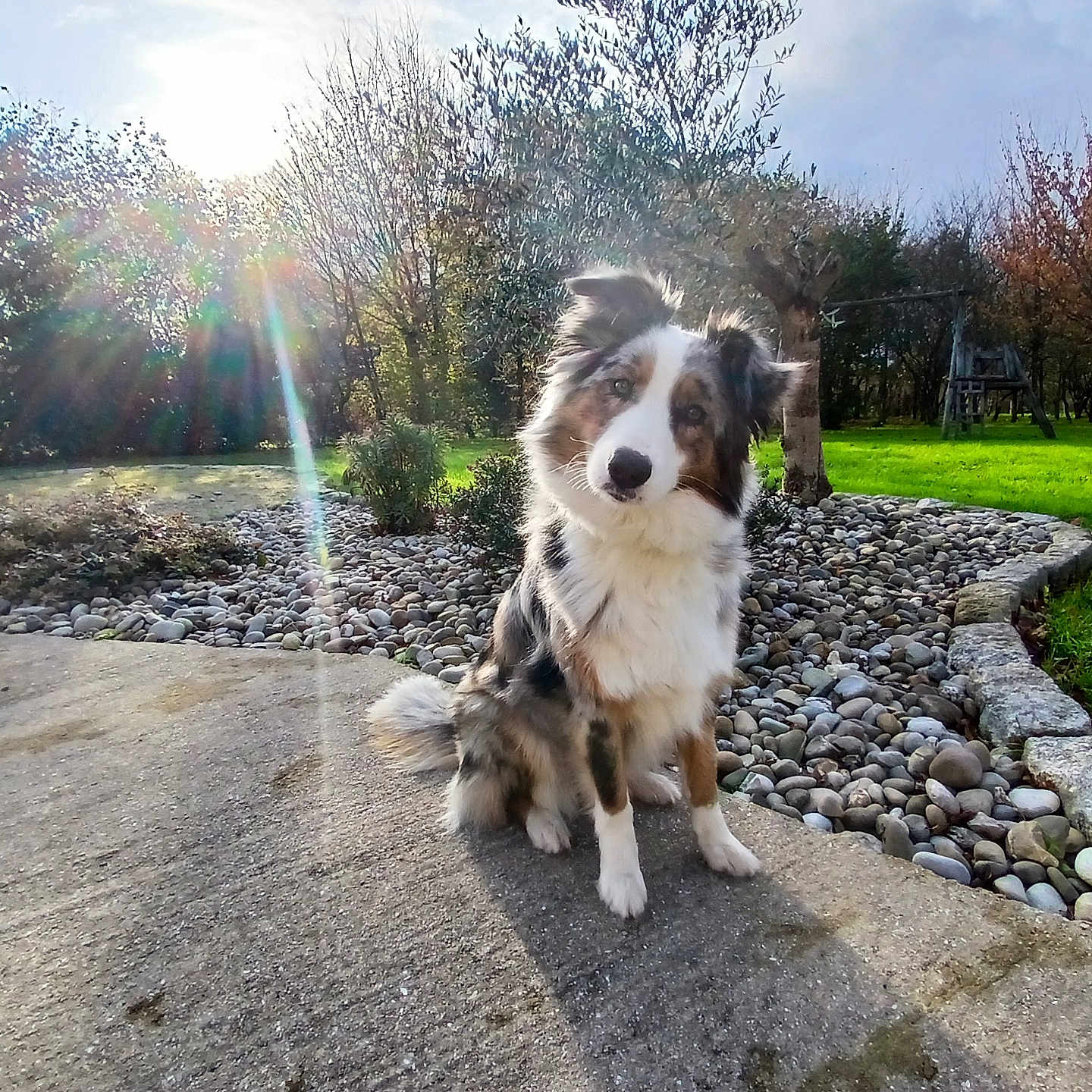 Unjee participe au concours pour gagner de l'argent avec cette photo : autumn, canine, concrete, curious, daylight, dog, fluffy, fur, garden, grass, head_tilt, landscape, lens_flare, nature, outdoor, pet, rocks, sitting, sunlight, trees