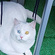 Blanco a rejoint le concours — aidez-le/la à gagner de superbes lots ! cat, white_cat, heterochromia, blue_eye, yellow_eye, animal, pet, feline, fur, whiskers, grass, artificial_grass, indoor, chair, black_strings, relaxed, laying, close_up, cute, domestic_animal
