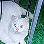 cat, white_cat, heterochromia, blue_eye, yellow_eye, animal, pet, feline, fur, whiskers, grass, artificial_grass, indoor, chair, black_strings, relaxed, laying, close_up, cute, domestic_animal