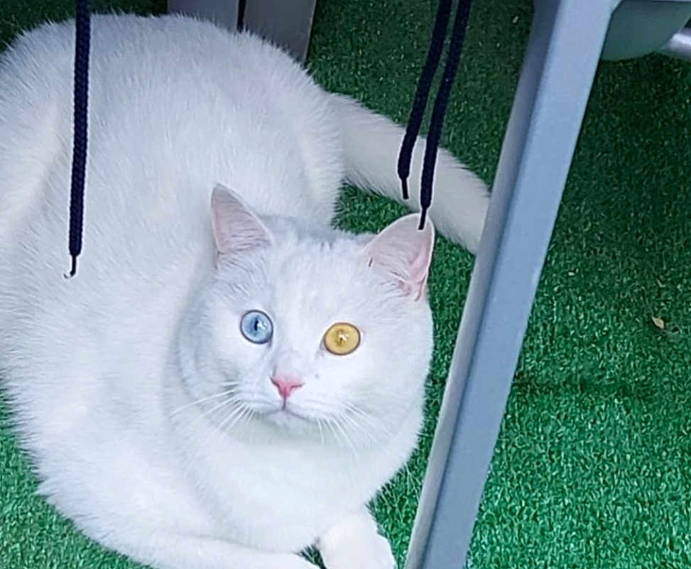 Blanco a rejoint le concours — aidez-le/la à gagner de superbes lots ! cat, white_cat, heterochromia, blue_eye, yellow_eye, animal, pet, feline, fur, whiskers, grass, artificial_grass, indoor, chair, black_strings, relaxed, laying, close_up, cute, domestic_animal