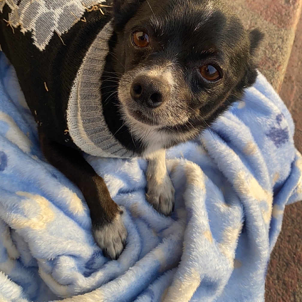 Benson is registered to the contest to win money with this photo: animal, blanket, canine, chihuahua, clothing, dog, face, hat, homedecor, hoodie, hound, knitwear, laundry, linen, pet, photography, puppy, sweater, sweatshirt, towel