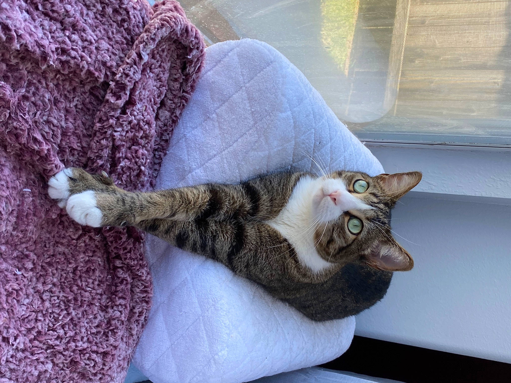 Benny joined the competition — help win amazing prizes! carnivore, cat, claw, comfort, domestic_short_haired_cat, door, felidae, fur, grey, paw, plant, small_to_medium_sized_cats, snout, tail, tree, whiskers, window, wood, wool, woven_fabric