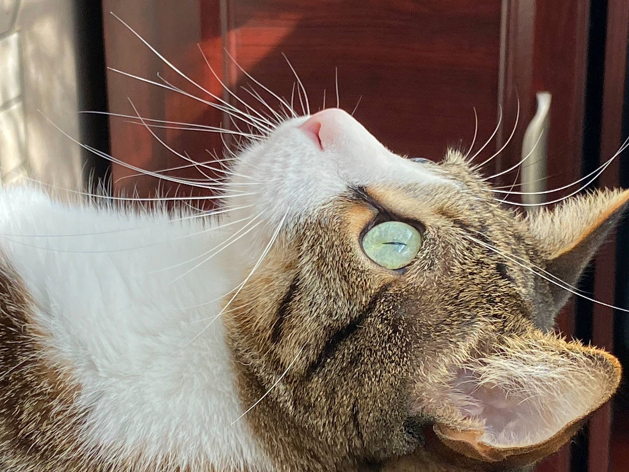 Benny is registered to the contest to win money with this photo: animal_shelter, carnivore, cat, domestic_short_haired_cat, felidae, fur, mesh, paw, small_to_medium_sized_cats, snout, whiskers, wire_fencing