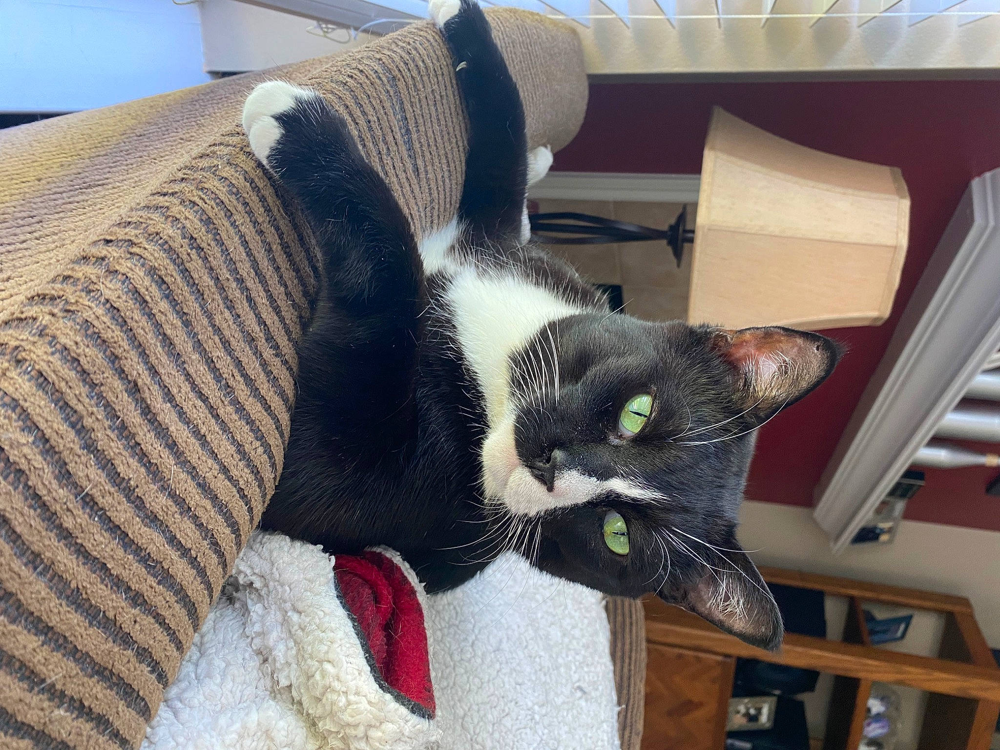 Jackson joined the competition — help win amazing prizes! black_cat, bookcase, carnivore, cat, comfort, couch, domestic_short_haired_cat, felidae, fur, lap, linens, pillow, room, shelf, small_to_medium_sized_cats, snout, tail, tree, whiskers, wood