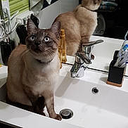 Ouisticram a rejoint le concours — aidez-le/la à gagner de superbes lots ! bathroom, blue_eyes, cat, clean, countertop, curious, domestic_animal, faucet, household, indoor, mirror, pet, portrait, reflection, siamese_cat, sink, still_life, toiletries, towel, white_sink