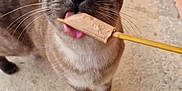 Ouisticram a rejoint le concours — aidez-le/la à gagner de superbes lots ! animal, brown_cat, cat, close_up, concrete_floor, container, cute, domestic_cat, happy, licking, outdoor, pet, playful, popsicle, striped_cat, summer, tongue, treat, wall, whiskers