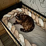 cat, crib, braided_cushion, animal_wallpaper, wooden_wall, flooring, pet, indoor, furniture, resting, cozy, brown_cat, striped_tail, playful, decor, home, soft, comfort, relaxed, bed