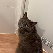 Alba participe au concours pour gagner de l'argent avec cette photo : cat, gray_cat, fluffy, pet, animal, indoor, wooden_floor, door, curious, looking_back, yellow_eyes, feline, domestic_cat, whiskers, tail, fur, quiet, home, closeup, portrait