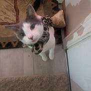 Tom Tom is registered to the contest to win money with this photo: cat, white_cat, gray_cat, scarf, leopard_print, carpet, rug, indoor, floor, door, pet, animal, curious, feline, domestic_cat, whiskers, ears, face, standing, looking_up