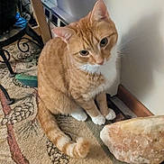 Peaches joined the competition — help win amazing prizes! cat, orange_cat, white_paws, indoor, carpet, rock, wall, vent, decorative_stand, furniture, pet, animal, whiskers, tail, sitting, curious, cute, fur, domestic_cat, floor