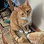 cat, orange_cat, white_paws, indoor, carpet, rock, wall, vent, decorative_stand, furniture, pet, animal, whiskers, tail, sitting, curious, cute, fur, domestic_cat, floor