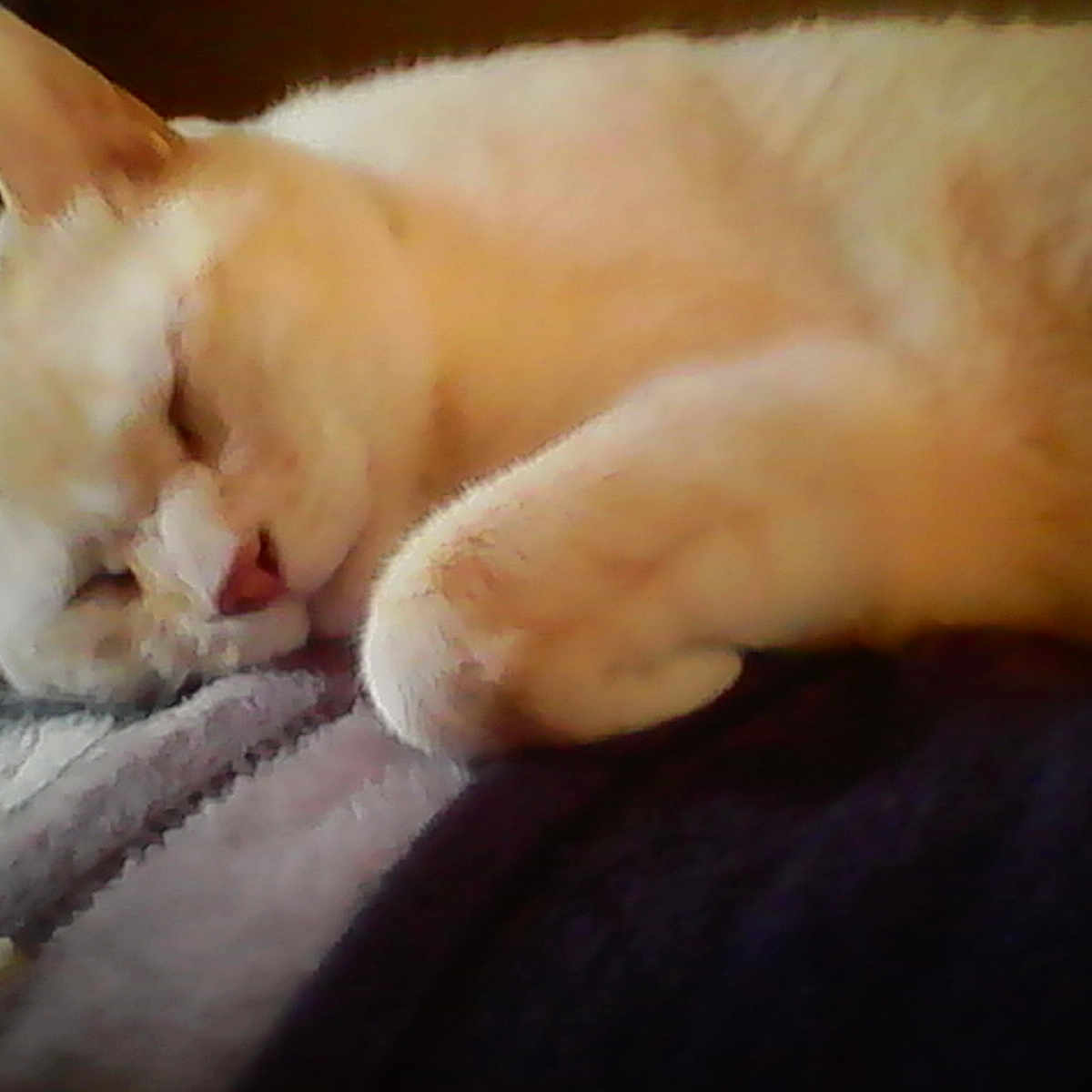 Chaos is registered to the contest to win money with this photo: aegean_cat, burmilla, carnivoran, cat, cat_like_mammal, claw, colorpoint_shorthair, domestic_short_haired_cat, european_shorthair, fur, kitten, nap, nose, paw, skin, small_to_medium_sized_cats, snout, turkish_angora, turkish_van, whiskers