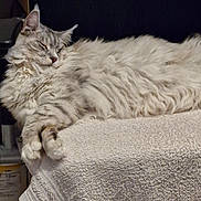 Starlord participe au concours pour gagner de l'argent avec cette photo : cat, fluffy, sleeping, towel, indoor, pet, relaxed, feline, fur, cozy, resting, animal, whiskers, paws, domestic, cute, laying, soft, calm, comfortable