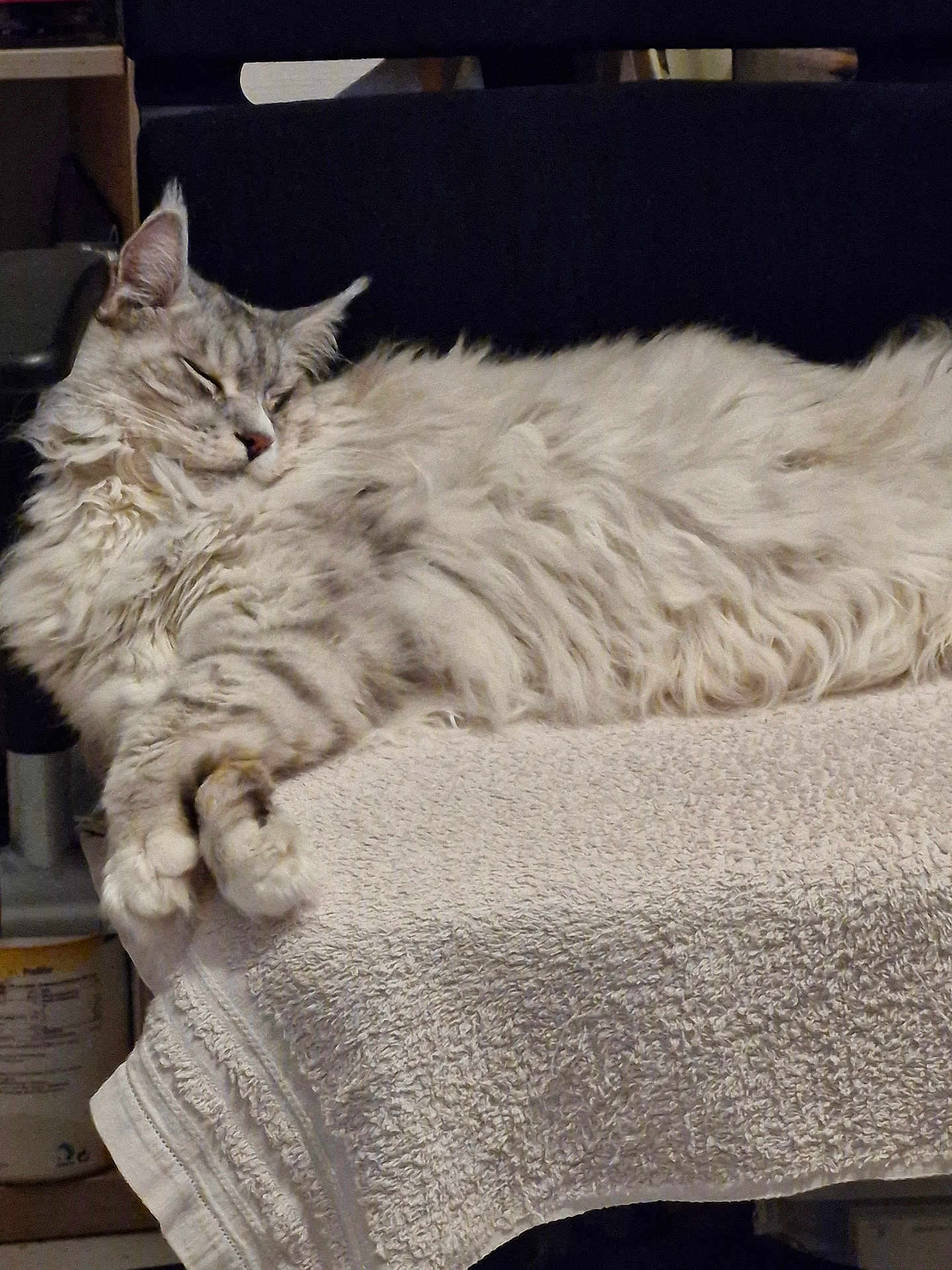 Starlord participe au concours pour gagner de l'argent avec cette photo : cat, fluffy, sleeping, towel, indoor, pet, relaxed, feline, fur, cozy, resting, animal, whiskers, paws, domestic, cute, laying, soft, calm, comfortable