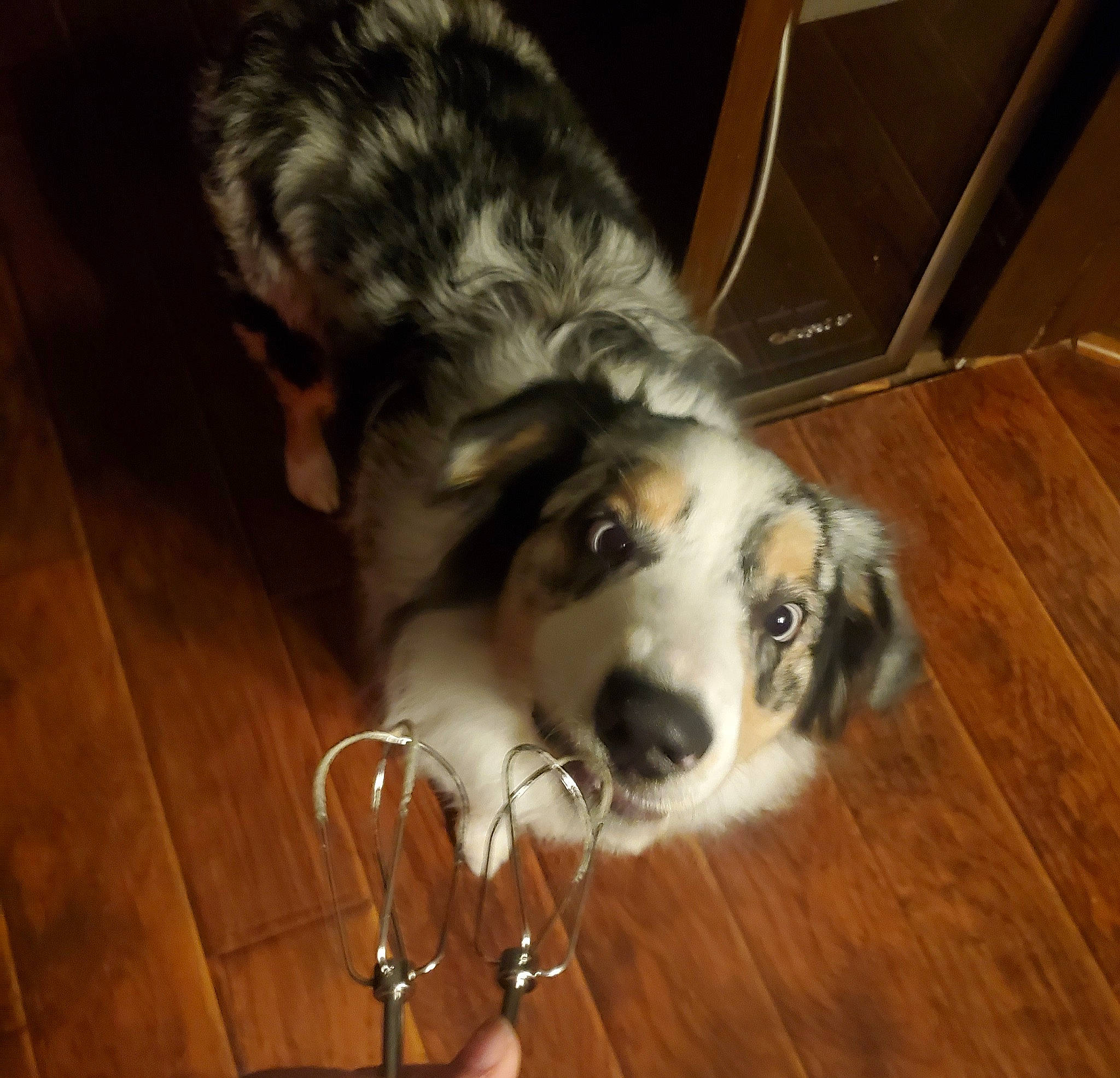 Dini joined the competition — help win amazing prizes! carnivore, companion_dog, dog, dog_breed, flooring, fur, hardwood, herding_dog, laminate_flooring, miniature_australian_shepherd, moscow_watchdog, paw, plank, sporting_group, varnish, whiskers, wood, wood_flooring, wood_stain, working_animal