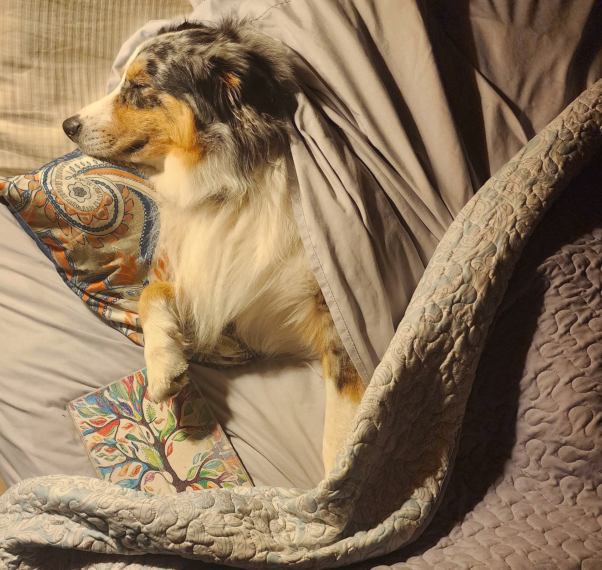 Dini joined the competition — help win amazing prizes! ancient_dog_breeds, carnivore, collie, companion_dog, dog, dog_breed, felidae, fur, grass, herding_dog, plant, rough_collie, scotch_collie, shetland_sheepdog, terrier, whiskers, wood, working_dog