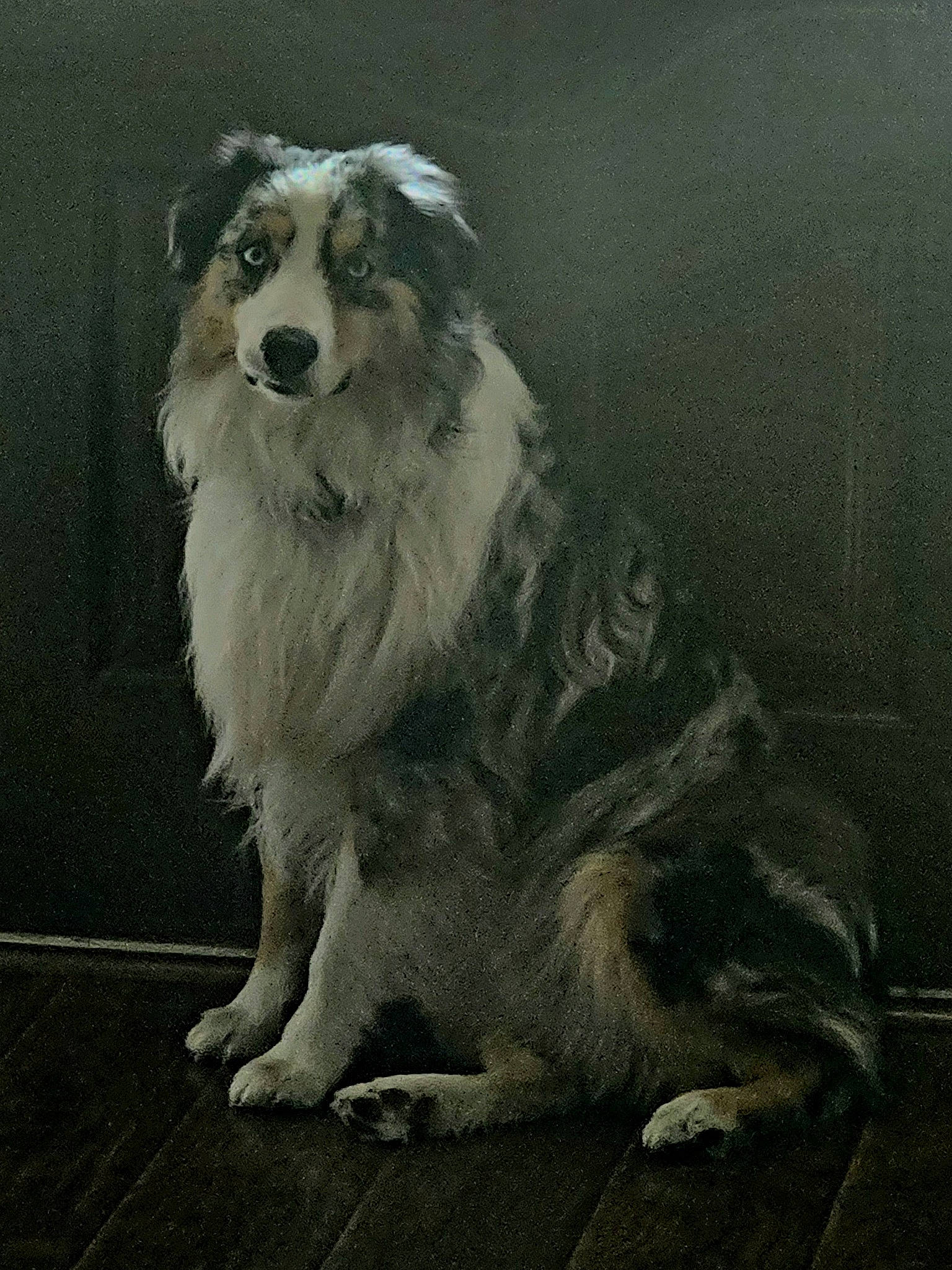 Dini is registered to the contest to win money with this photo: ancient_dog_breeds, canidae, carnivore, companion_dog, dog, dog_breed, drawing, fang, fur, giant_dog_breed, grey, herding_dog, monochrome, shetland_sheepdog, snout, sporting_group, terrestrial_animal, whiskers, working_animal, working_dog