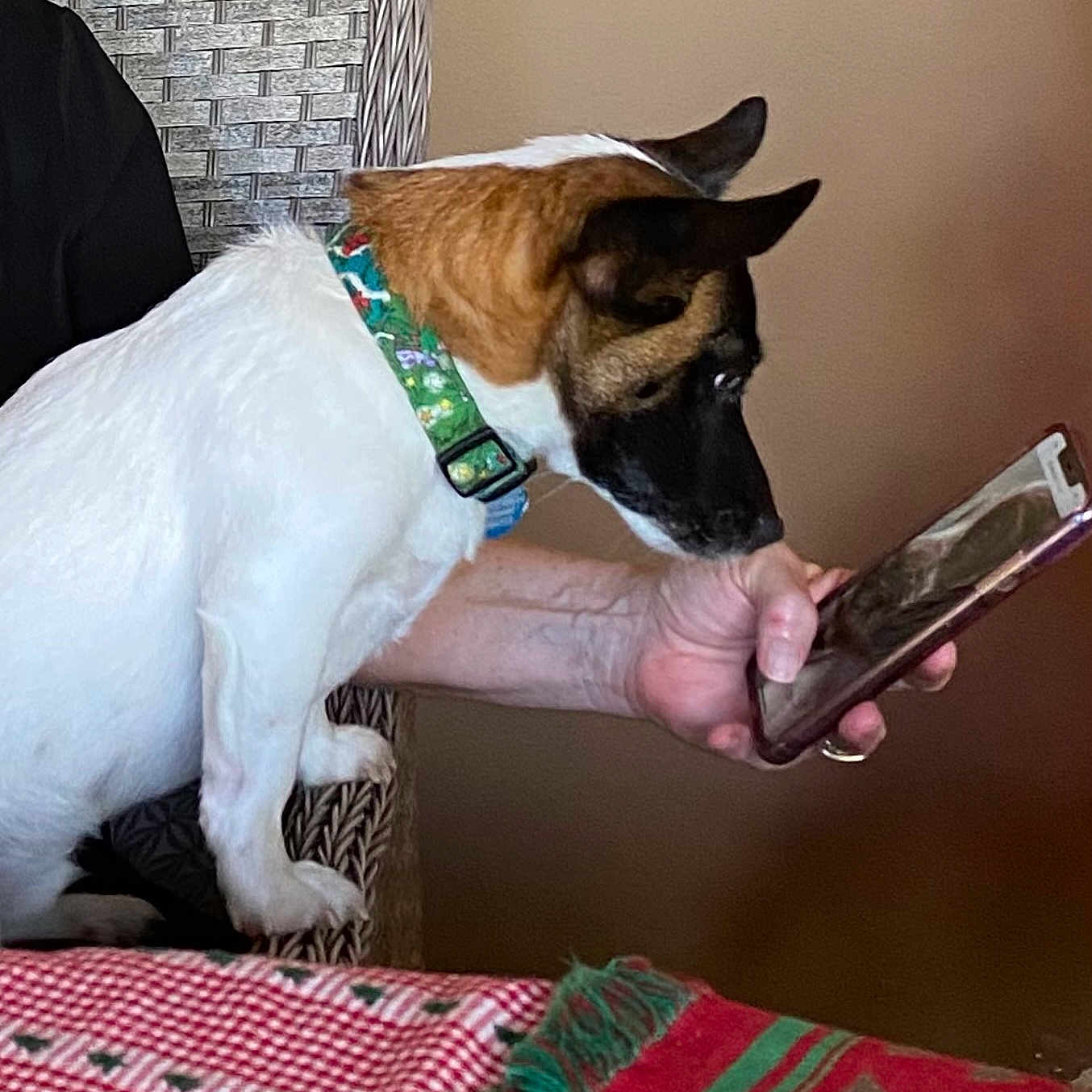 Taylor joined the competition — help win amazing prizes! dog, smartphone, person, hand, chair, collar, indoor, curious, pet, white_fur, brown_fur, black_fur, patterned_blanket, wicker_chair, table, closeup, side_view, domestic_animal, watching, seated
