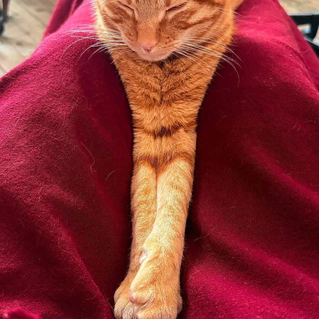Loudva a rejoint le concours — aidez-le/la à gagner de superbes lots ! animal, blanket, cat, closeup, comfort, cozy, domestic_cat, feline, fur, indoor, nap, orange_tabby, paws, pet, red_blanket, relaxed, resting, sleeping, warm, whiskers