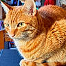 Loudva participe au concours pour gagner de l'argent avec cette photo : animal, cat, christmas, close_up, cozy, cute, domestic_cat, ears, eyes, feline, fur, holiday_decor, indoor, orange_tabby, ornaments, pet, relaxed, resting, table, whiskers