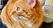 Loudva a rejoint le concours — aidez-le/la à gagner de superbes lots ! animal, artwork, cat, closeup, cozy, curious, decor, domestic_cat, ears, face, furniture, green_eyes, indoor, orange_cat, pet, relaxed, tabby, table, vase, whiskers