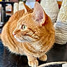 animal, artwork, cat, closeup, cozy, curious, decor, domestic_cat, ears, face, furniture, green_eyes, indoor, orange_cat, pet, relaxed, tabby, table, vase, whiskers