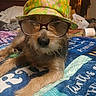 dog, glasses, hat, bed, blanket, indoor, pet, animal, fur, relaxed, lying_down, colorful, accessory, cute, portrait, home, cozy, fashion, sleepy, resting