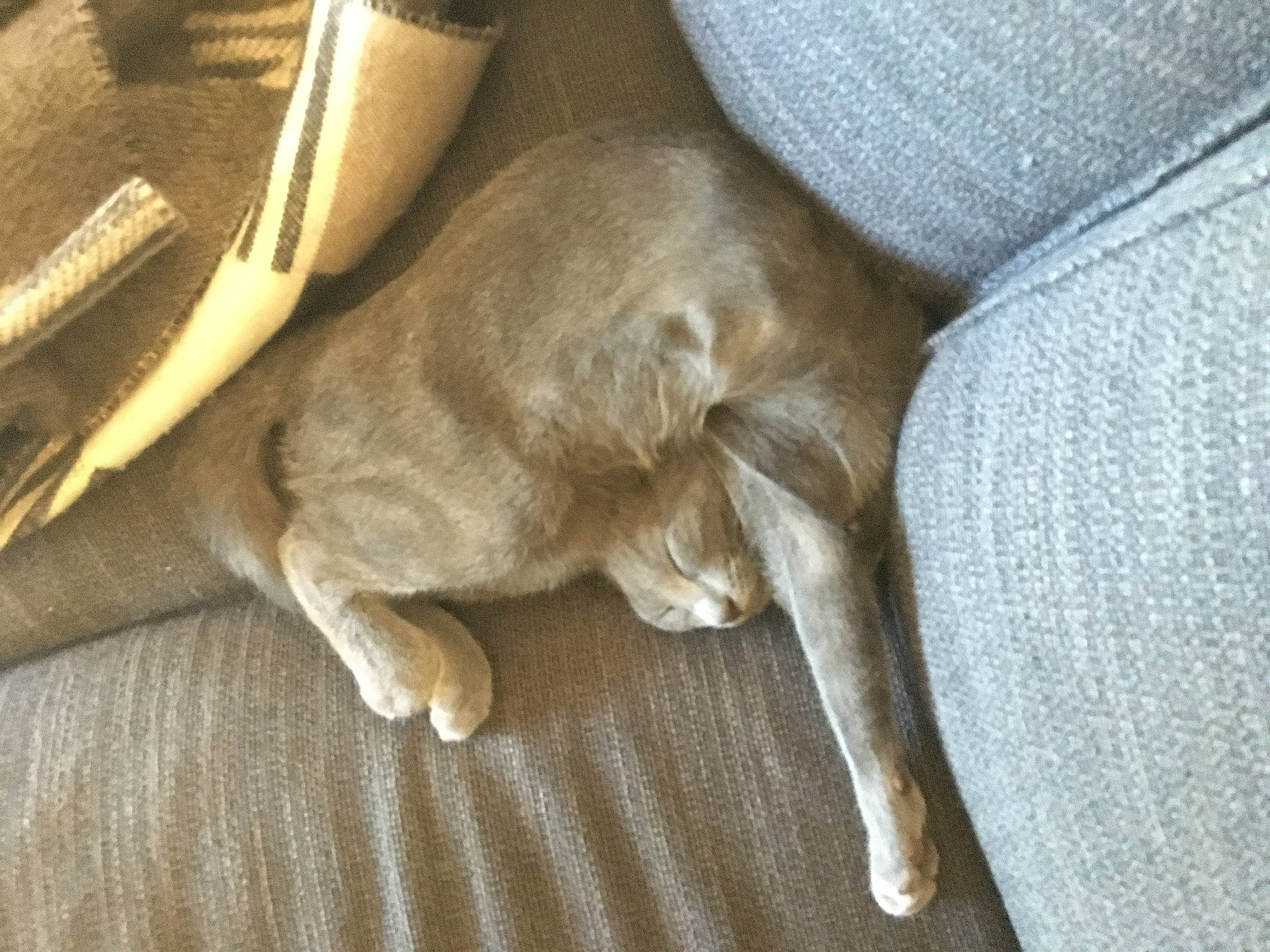 Salsa a rejoint le concours — aidez-le/la à gagner de superbes lots ! beige, canidae, carnivore, comfort, companion_dog, dog, dog_breed, fawn, flooring, fur, grey, hardwood, liver, nap, non_sporting_group, sporting_group, tail, terrestrial_animal, wood, working_animal