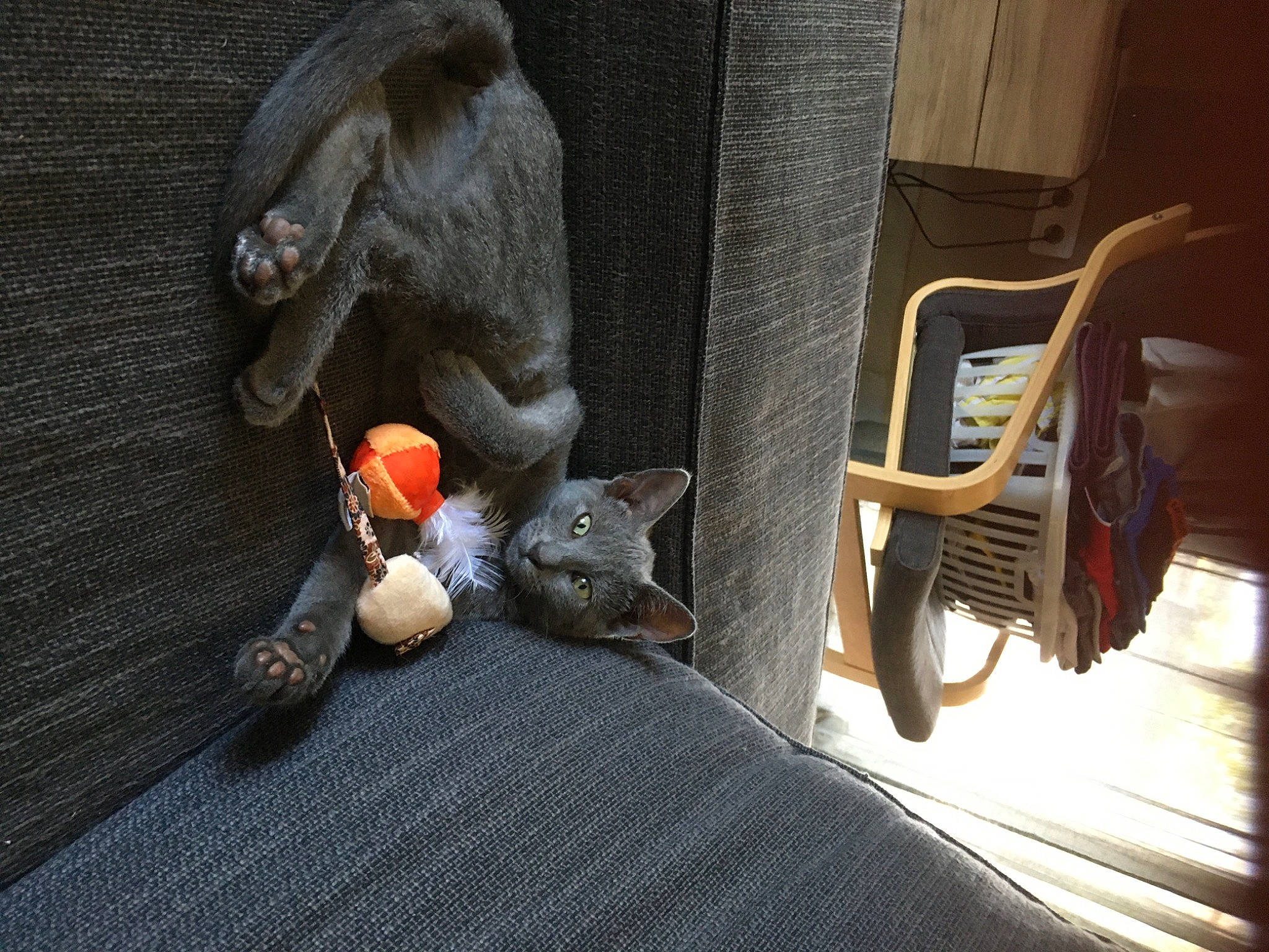 Salsa a rejoint le concours — aidez-le/la à gagner de superbes lots ! bag, carnivore, chair, comfort, domestic_short_haired_cat, fawn, felidae, flooring, fur, grey, linens, plant, room, sitting, small_to_medium_sized_cats, stuffed_toy, tail, toy, whiskers, wood