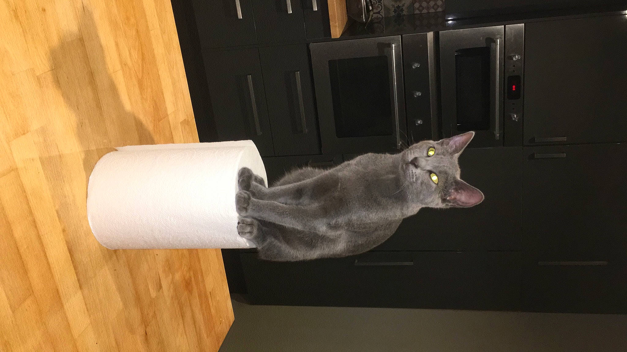 Salsa participe au concours pour gagner de l'argent avec cette photo : art, cat, cylinder, felidae, hardwood, household_supply, paper, paper_product, paper_towel, plastic, room, russian_blue, small_to_medium_sized_cats, tail, tissue_paper, whiskers, wood